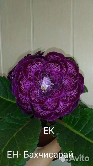 Глоксиния махровая листья