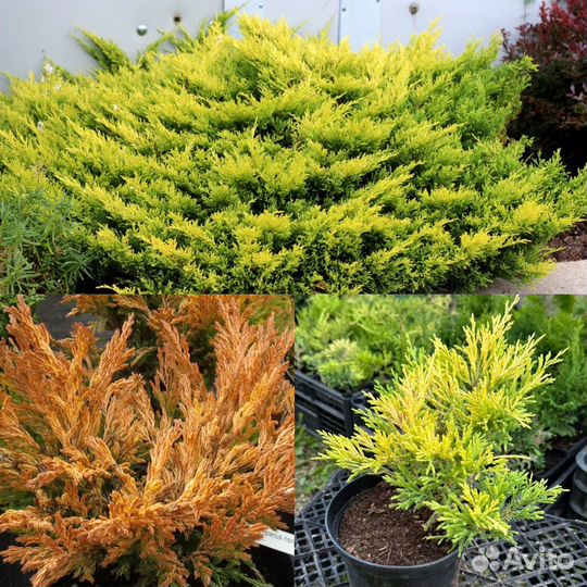 Можжевельник, туя