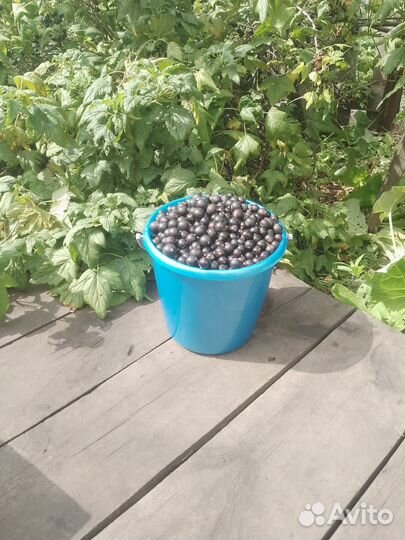 Продам черную смородину