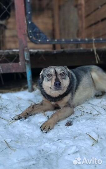 Собака ищет дом 1,5 года возраст.Стерилизована