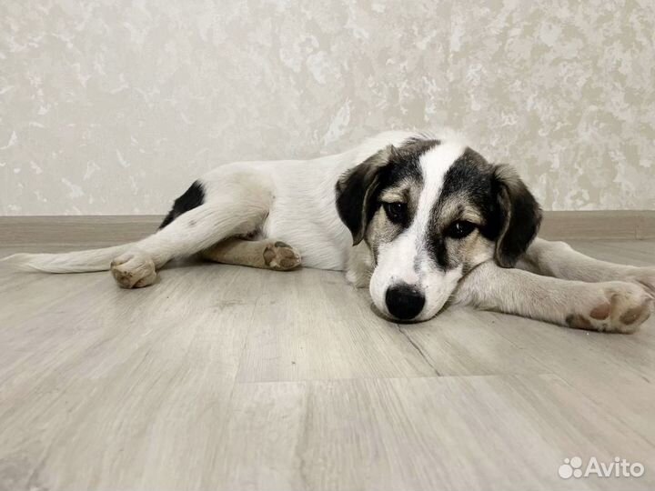 Щенок мальчик