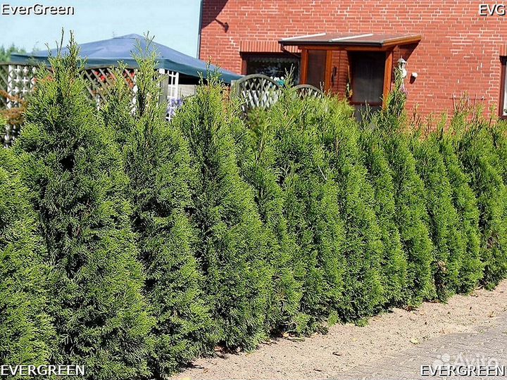 Туи смарагд