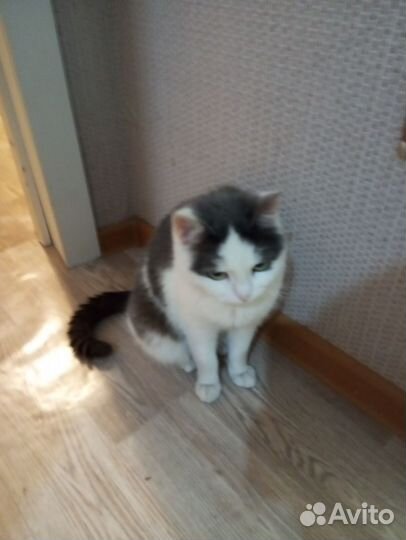 Кошки в добрые руки бесплатно в свой дом