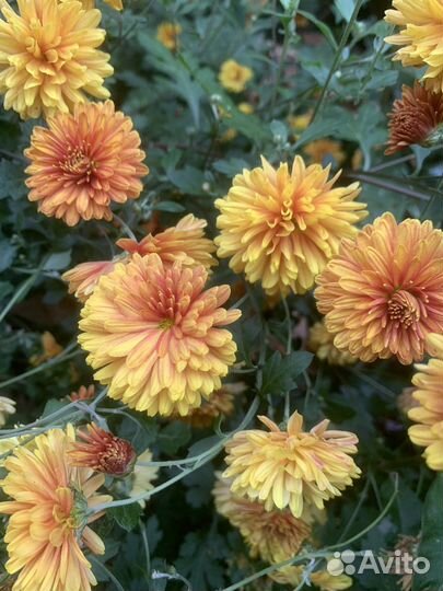 Хризантема корейская