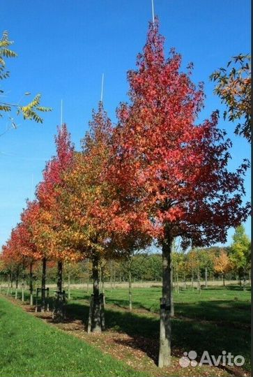 Ликвидамбар Worplesdon (Ворплесдон)