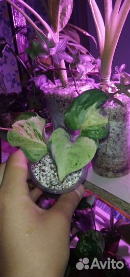 Эпипремнум марбл эпл