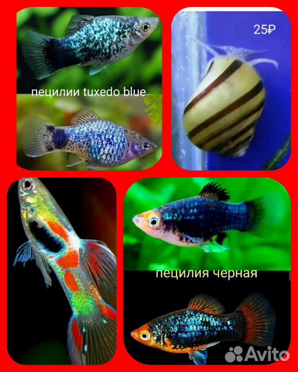 Аквариумные рыбки :гуппи Эндлера, Пецилии,креветки