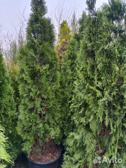 Туя Смарагд 150 см