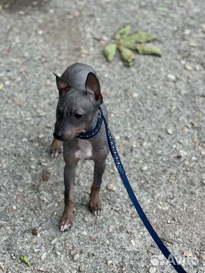 Щенки американского голого терьера