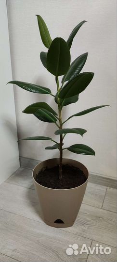 Фикус Робуста