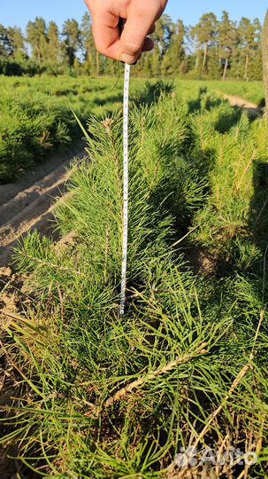 Саженцы сосны окс от производителя