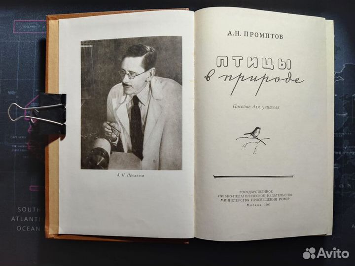 Птицы в природе. Дикие птицы