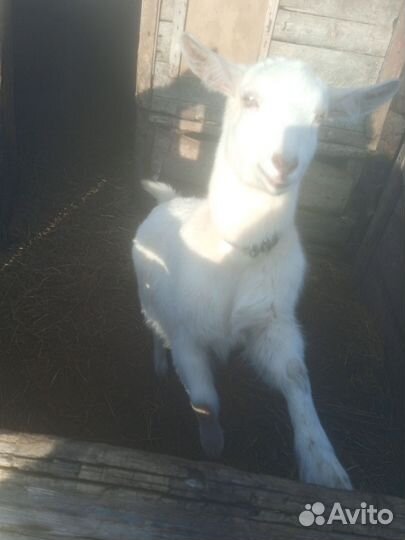 Продаются молодые козочки