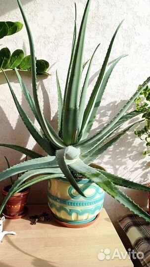 Алоэ вера барбаденсис