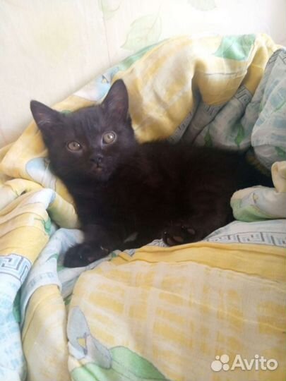 Кошка в дар бесплатно