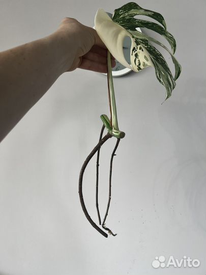 Монстера Варингатная