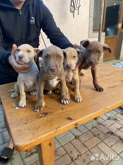 Щенки питбуля