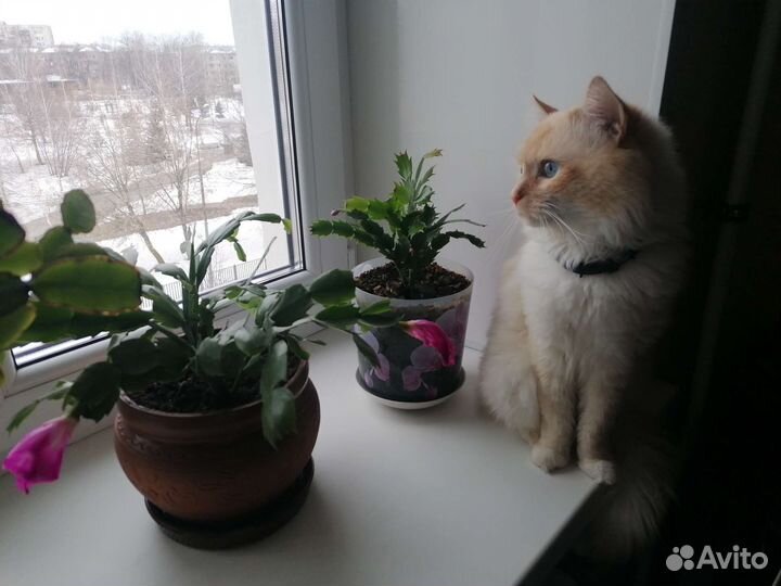 Невский маскарадный кот на вязку