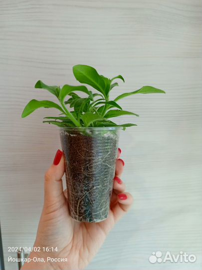 Петуния ампельная, каскадная