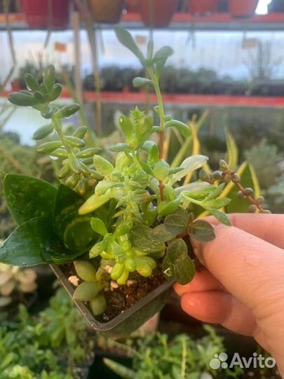 Суккуленты, Эхеверия много сортов из питомника