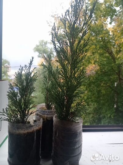 Можжевельник