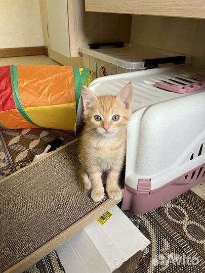 Рыжий котенок Потапыч