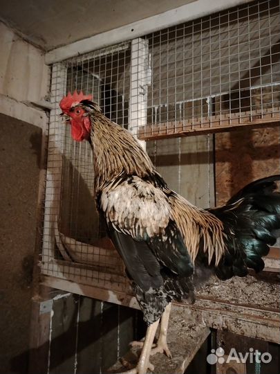Молодые петухи