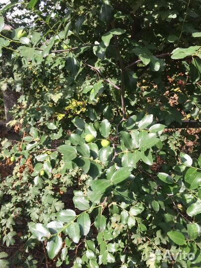 Саженцы унаби (зизифус)