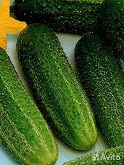 Семена. Огурец Изящный, Аксинья, Альянс