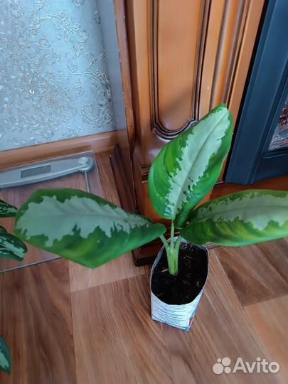 Комнатные цветы