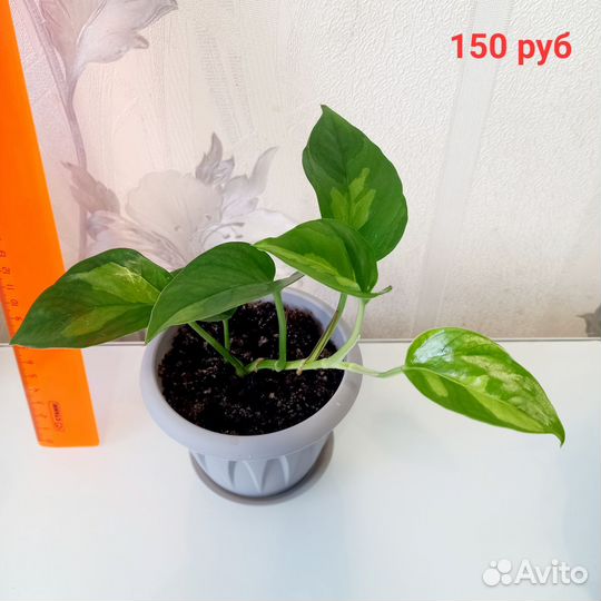 Эпипремнум/сциндапсус