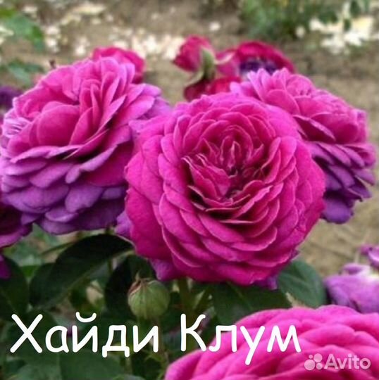 Продам саженцы роз