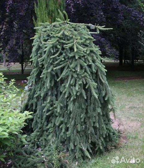 Инверса на штамбе и другие