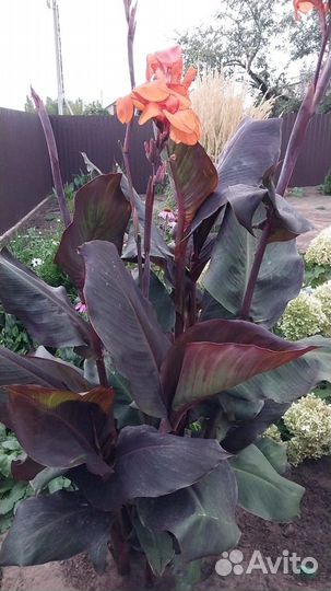 Цветы канны, шоколадные листья