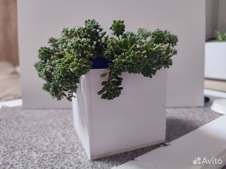 Суккулент Монантес Муралис