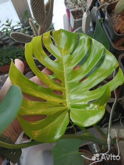 Монстера деликатесная