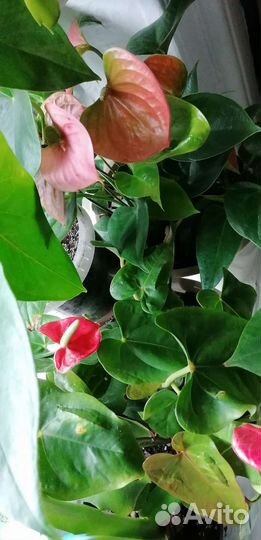 Рассада помидор