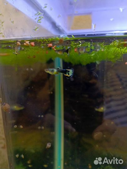 Аквариумные рыбки