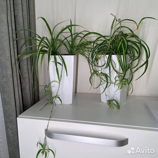 Хлорофитум