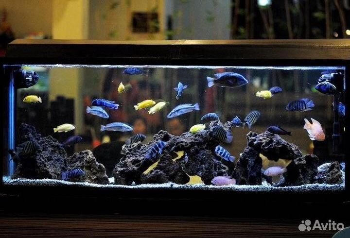 Изготовления продажа обслуживание акввариумов