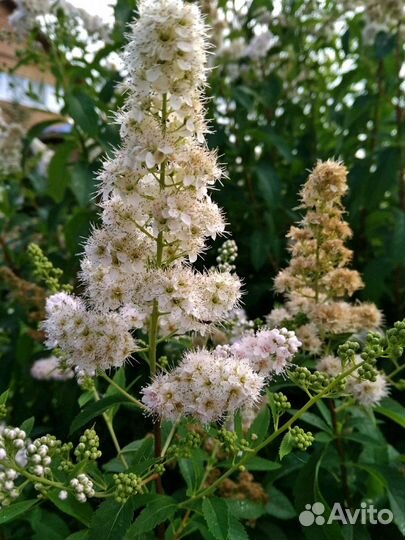 Спирея белая, девичий виноград