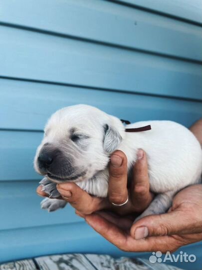 Щенки ретривера