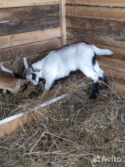 Продам козлят
