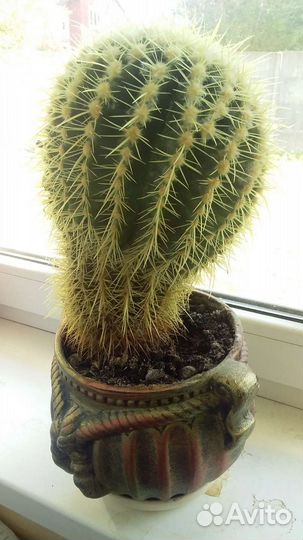 Большой кактус