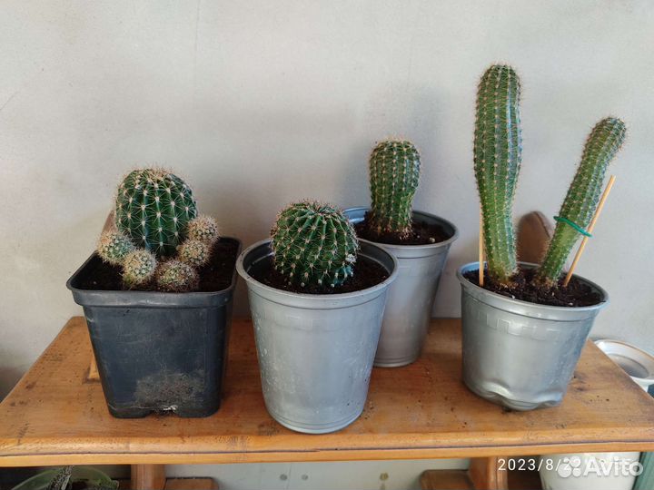 Кактусы и суккуленты