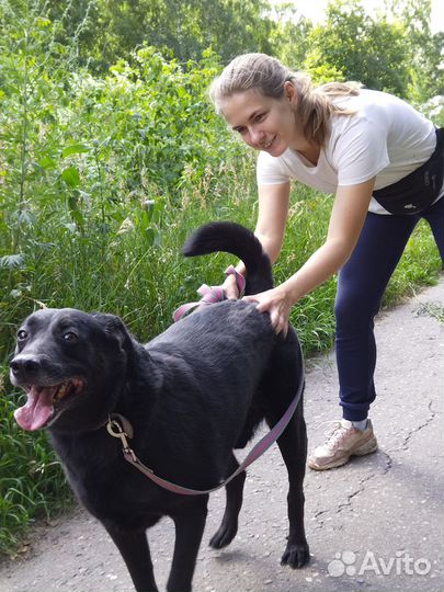 Собака из приюта Дарт грустит в приюте