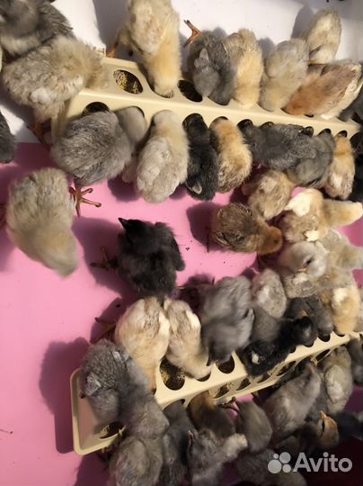 Цыплята доминант