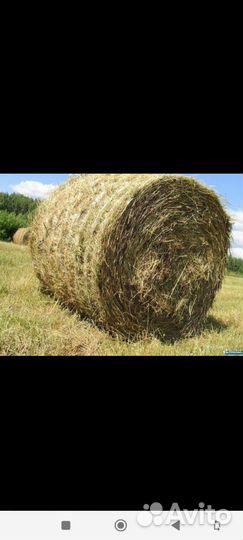 Продам сено в рулонах