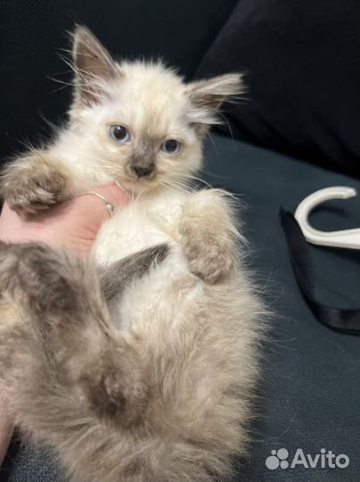 Котята