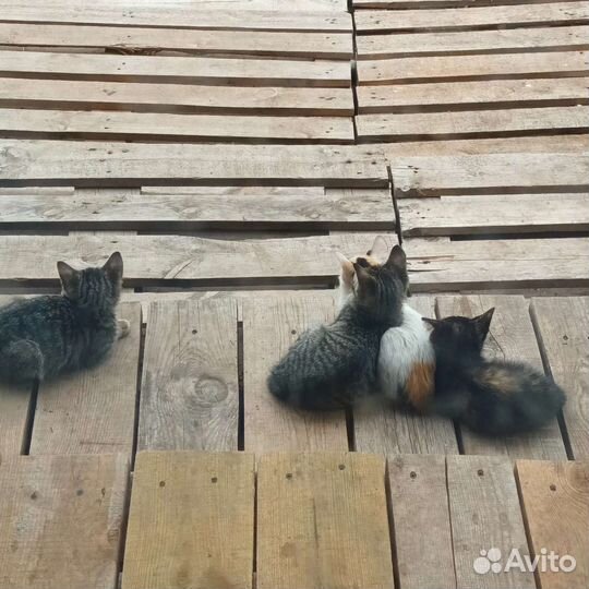 Котята в добрые руки бесплатно